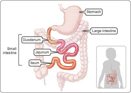 Gi Tract Anatomy, Small Intestine Anatomy, Intestines Anatomy, Pharmacy Images, Medicine Images, Free Human Body, Human Biology, Small Intestine, Pharmacy Medicine