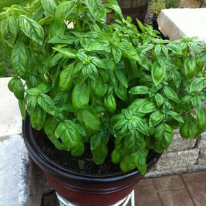 7 tips for growing mad giant basil plants | Offbeat Home Farming Tips, Growing Basil, Basil Plant, Gardening 101, Have Inspiration, Growing Herbs, Veggie Garden, Growing Food, Edible Garden