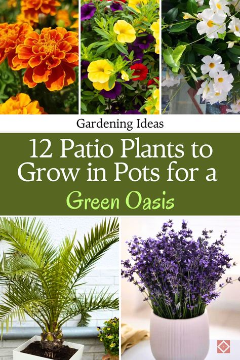 Create a green oasis on your patio with these 12 perfect plants that grow beautifully in pots. This guide provides gardening inspiration for small and large spaces alike, with plants that range from colorful blooms to striking foliage. Whether you’re new to container gardening or an experienced gardener, these plants will help you achieve a lush, vibrant patio. Save this pin for later and explore the best plants to create your perfect outdoor retreat! Plants To Grow In Pots, Gardening Inspiration, Sun Loving Plants, Green Oasis, Plants To Grow, Professional Landscaping, Thriving Garden, Best Plants, Indoor Plant Care