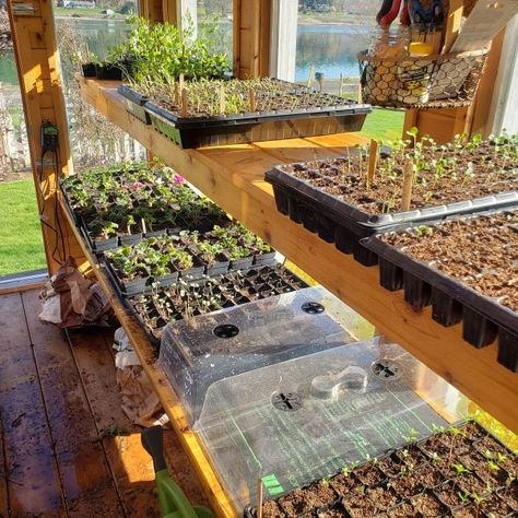 Are you interested in adding a greenhouse to your garden? I've had so many questions asked about my greenhouse, and hope to answer most of them here. Starting Seeds In Greenhouse, Shelves For Greenhouse, Permaculture Greenhouse, Seed Starting Greenhouse, Greenhouse Shelf, Diy Greenhouse Shelves, Garden Preserving, Greenhouse Tips, Greenhouse Projects