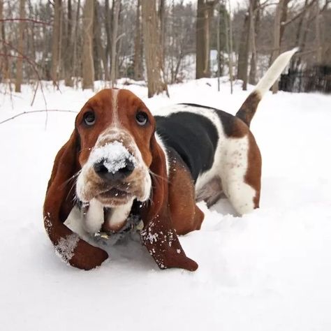 50 Most Popular Basset Hound Dog Names 5 Basset Dog, Basset Puppies, Basset Hound Puppy, Hound Puppies, Playing In The Snow, Basset Hound Dog, Bassett Hound, Hound Dog, Basset Hound