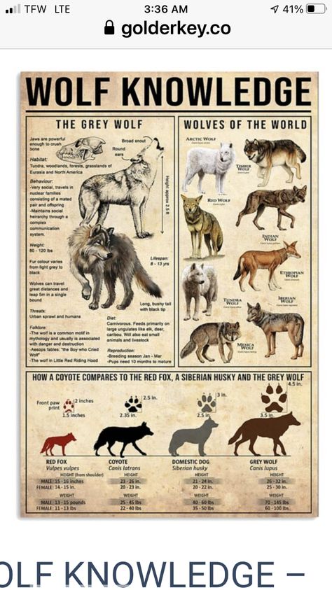 Cafe Classroom, Types Of Wolves, Poster For Wall Decor, Ethiopian Wolf, Classroom Bathroom, Wildlife Poster, Indian Wolf, Poster For Wall, Werewolf Stories