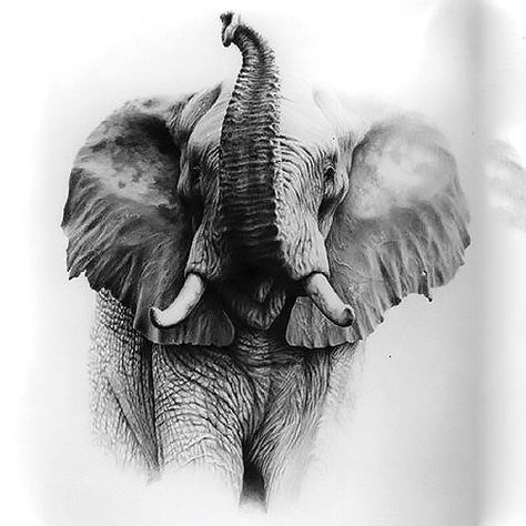 A beautiful realistic elephant with its trunk raised up. The overall sketch makes it cute and symbolizes luck. Style: Black and Gray. Color: Gray. Tags: Creative, Cute, Nice, Meaningful Realistic Elephant Tattoo, Elephant Photography, Elephant Tattoo Design, Elephants Photos, Elephant Drawing, Elephant Tattoo, Elephant Tattoos, Wildlife Paintings, Elephant Love