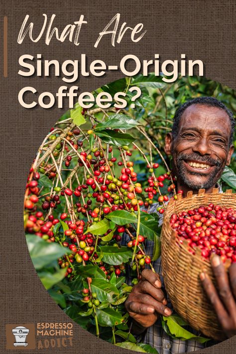 Unveil the allure of single-origin coffees! Delve into our blog for a flavorful exploration of their unique flavors and origins. From Ethiopia's hills to Colombia's mountains, uncover the secrets behind these exquisite beans. Discover the distinctive taste profiles shaped by terroir and processing methods. Whether a coffee enthusiast or curious beginner, embark on a delightful journey through the world of single-origin coffees. Coffee Mural, Guatemala Coffee, Growing Coffee, Ethiopian Coffee, Types Of Beans, Colombian Coffee, Coffee Farm, Single Origin Coffee, Best Espresso