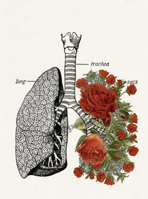 Deep breaths try to remember how much your lungs love the taste of air 🖤 if you know me or cared for patients with me I say this all the time Lungs Art, Medical Drawings, Human Figure Drawing, Human Anatomy Art, Medical Art, Medical Illustration, Print Collage, Rose Art, Anatomy Art