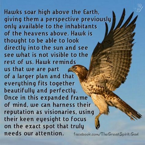 The Great Visionaries........ Hawk Spirit Animal, Animal Totem Spirit Guides, Spirit Animal Meaning, Animal Meanings, Native American Spirituality, Spirit Animal Totem, Spiritual Animal, Animal Spirit Guides, Animal Medicine