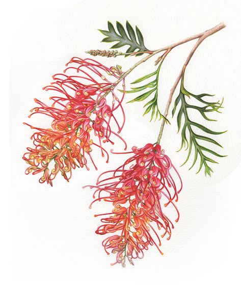 Australian Botanical Illustrations - Eucalyptus and Grevillea in watercolour. The latest project to come across my painting table has been quite the challenge, of course! Grevillea Flower Drawing, Australian Natives Drawing, Watercolor Australian Flowers, Australian Flowers Watercolour, Australian Native Illustration, Australian Wildflowers Drawing, Native Australian Flowers Drawing, Australian Native Wildflowers, Australian Native Flowers Watercolour