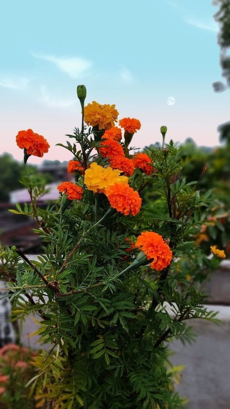 Flowers To Post On Instagram, Plants Photography Aesthetic, Flower Pics Photography, Snapchat Flowers Pics, Aesthetic Flower Pics, Flowers Photography Aesthetic, Plant Snap, Garden Snap, Nature Snap