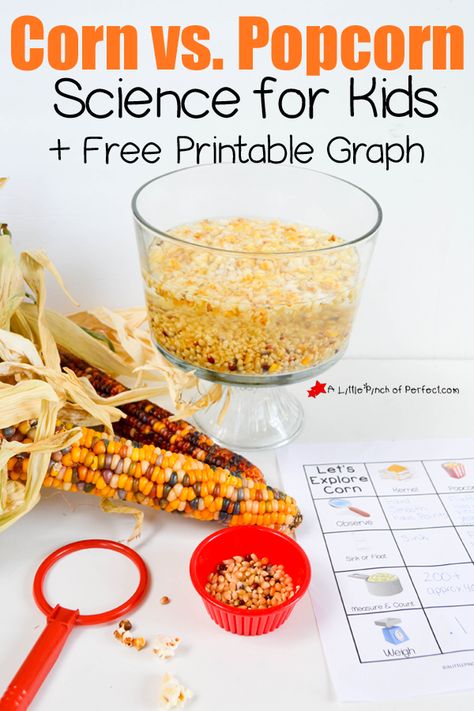 Corn vs. Popcorn Science for Kids and Printable Graph-Fun fall science activity to practice life skills-counting, measuring, pouring and weighing. Popcorn Science, Pre-k Science, Fall Science, Dream Classroom, Play For Kids, Fall Math, Fall Preschool, Science Activities For Kids, Kindergarten Science