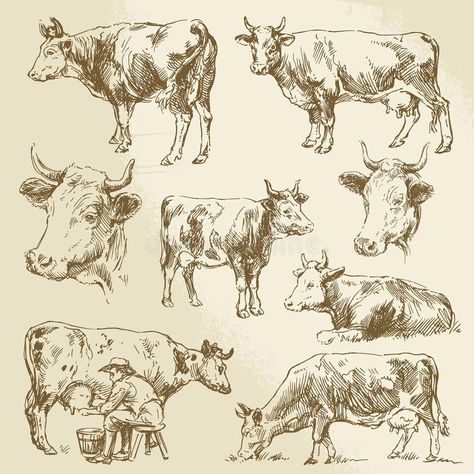 Farm Tattoo, Cow Sketch, Cow Tattoo, Draw Vector, Cow Illustration, Cow Drawing, Storybook Art, Cow Painting, Draw Sketch