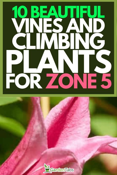 Climbing Shade Plants, Plants For Zone 5, Zone 4 Perennials, Climbers For Shade, Climbing Flowering Vines, Vine Fence, Honeysuckle Plant, Evergreen Climbers, Vine Plants