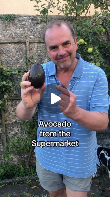 Simon Akeroyd on Instagram: "How to grow an avocado plant from a supermarket fruit. 

They are easy to germinate, although unlikely you will get fruit in England unless you have a large, warm space for the tree to grow. You may also need patience, as it can take a good few years for it to bear fruit. 
That said, I do know a place near me in Devon who has an avocado tree, grown from a supermarket fruit, that regularly crops every year. 

Even if they don’t produce fruit, they make beautiful #houseplants if grown in a pot indoors 

#growyourown #gardening" How To Grow An Avocado Tree From A Pit, Indoor Avocado Tree, Avocado Tree Care, Avocado Seed Growing, Beautiful Houseplants, Potted Fruit Trees, Avocado Plant, Grow Avocado, Indoor Tree