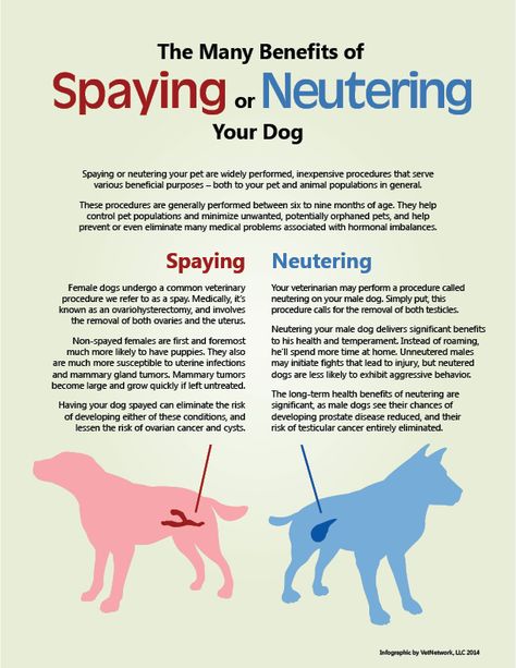 Here's why you should spay or neuter your pet. Vet School Motivation, Vet Nursing, Veterinarian Technician, Vet Tech School, Dogs Ideas, Veterinary Tech, Vet Tech Student, Vet Technician, Vet Nurse