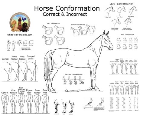 horse conformation Horse Conformation, Equine Massage, Horseback Riding Lessons, Horse Lessons, Horse Information, Horse Facts, Horse Info, Horse Riding Tips, Horse Anatomy