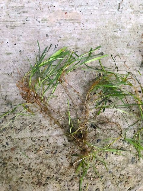 How To Get Rid Of Creeping Bentgrass In Your Lawn - Lawn Phix Grass Roots, Lawn Care, Loki, Vines, Lawn