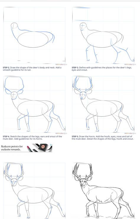 How To Draw A Deer, Animal Line Drawings, Beginner Sketches, Deer Drawing, Art Assignments, Object Drawing, Watercolor Painting Techniques, Easy Doodles Drawings, Indian Art Paintings