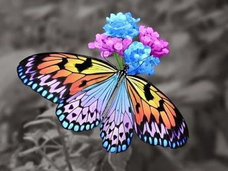 Colorful Butterflies Photo Papillon, Butterfly Photos, Beautiful Bugs, Butterfly Pictures, Colorful Butterfly, Beautiful Flowers Pictures, Butterfly Wallpaper, Butterfly Garden, Butterfly Art