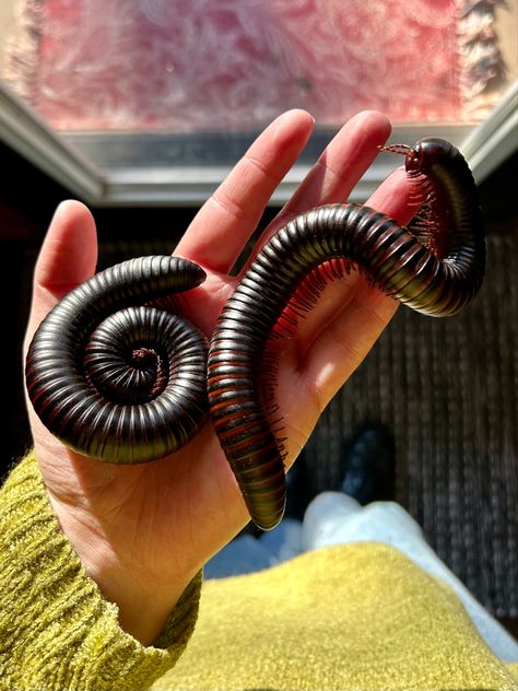 Giant Centipede Monster, Pet Centipede, Giant African Millipede, Pet Millipede, African Millipede, Millipedes, Centipedes, Cool Insects, Cool Bugs