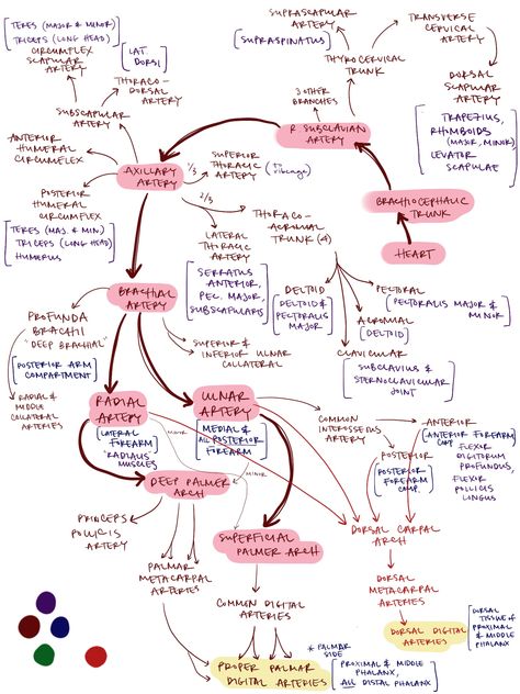 Upper Limb arteries • @a.kim_study Upper Limb Arteries, Anatomy Upper Limb Notes, Anatomy Of Upper Limb, Arteries Of Upper Limb, Upper Limb Anatomy Mnemonics, Upper Limb Anatomy Notes, Anatomy Upper Limb, Muscles Of Upper Limb, Upper Limb Muscles