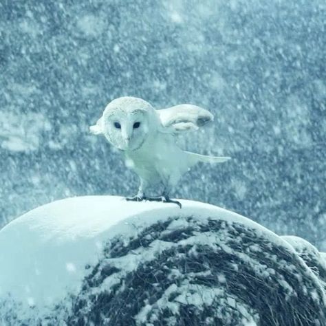 Country Inspiration on Instagram: “The Owl . . . #wildlife #wildlifephotography #wild #wildlife_perfection #animals #birds #owl #birdsofinstagram #wildlife_seekers #animal…” Snow Owl Aesthetic, Snowy Owl Aesthetic, Owl Aesthetic, Snow Owls, Dnd Oc, Winter Owl, Snow Owl, Snowy Owl, Happy Things