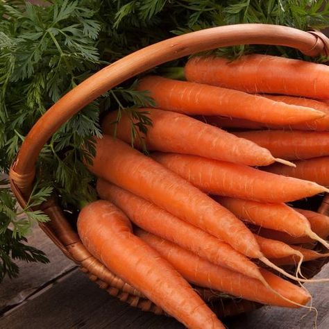 Short on outside space or live in a harsher climate but still want fresh veggies? Try growing carrots indoors. Growing your carrots inside will guarantee you a year-round harvest of fresh, sweet, and tasty roots – and it's easy when you know how to grow them successfully. Read more now to get our tips. #indoorgardening #carrots #gardenerspath Poptropica Aesthetic, Carrot Aesthetic, Carrot Plant, Carrot Gardening, Growing Carrots, Food Bakery, Cucumber Seeds, Daucus Carota, Summer Harvest