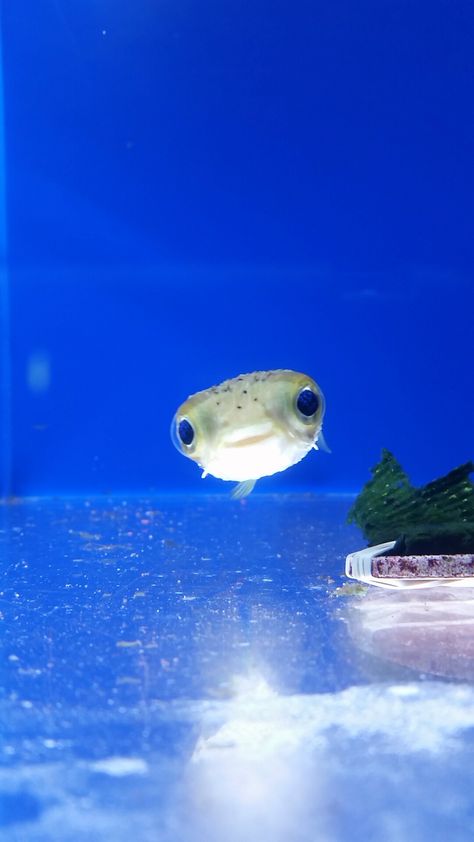 I was told fish couldn't be cute so here's the puffer that came into our shop. - Imgur Puffer, Swimming, Fish, Memes, Water, Animals, Blue