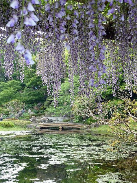 Wisteria Tree Garden, Palace Garden Aesthetic, Japanese Wisteria Tree, Wisteria Landscape, Wisteria Background, Wisteria Photography, Wisteria Aesthetic, Wisteria Trees, Wisteria Trellis