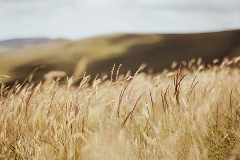 Windclan Aesthetic, Flynn Aesthetic, Welsh Mountains, Johnny Flynn, Farm Boys, Warrior Cat, Warrior Cats, Grasses, Walk In