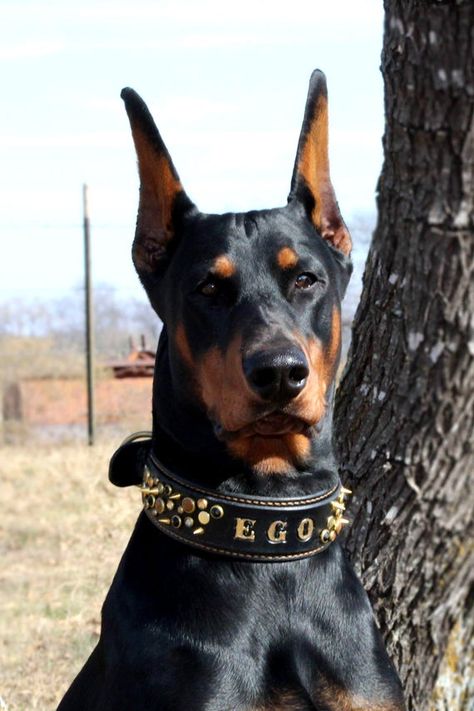 2" Wide Leather Collar ~ Swarovski Crystals ~ Solid Brass Hardware ~ Customization Available ~ Doberman Ears, Doberman All Colors, Doberman Pinscher Collar, Doberman Collar, Doberman Spiked Collar, Wallpaper Dog Aesthetic, European Doberman, Black Doberman, Wallpaper Dog