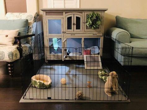 Indoor Bunny House Ideas, Holland Lop Bunnies Care, Diy Rabbit Hutch Indoor, Bunny Habitat Indoor, Rabbit Indoor House Ideas, Bunny Cage Ideas Indoor, Holland Lop Bunnies For Sale, Pet Bunny Set Up, Indoor Bunny Habitat