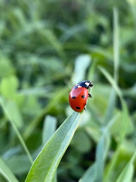 Ladybug Insect Aesthetic, Ladybug Aesthetic Insect, Ladybug Wallpaper Insects, Ladybugs Aesthetic, Aesthetic Insects, Green Aesthetic Photography, Insects Aesthetic, Insect Aesthetic, Aesthetic Ladybug