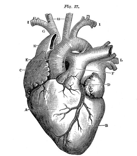 Heart Anatomy Drawing, Anatomical Heart Drawing, A Human Heart, Human Heart Anatomy, Heart Drawings, Medical Drawings, Heart Anatomy, The Graphics Fairy, Science Illustration