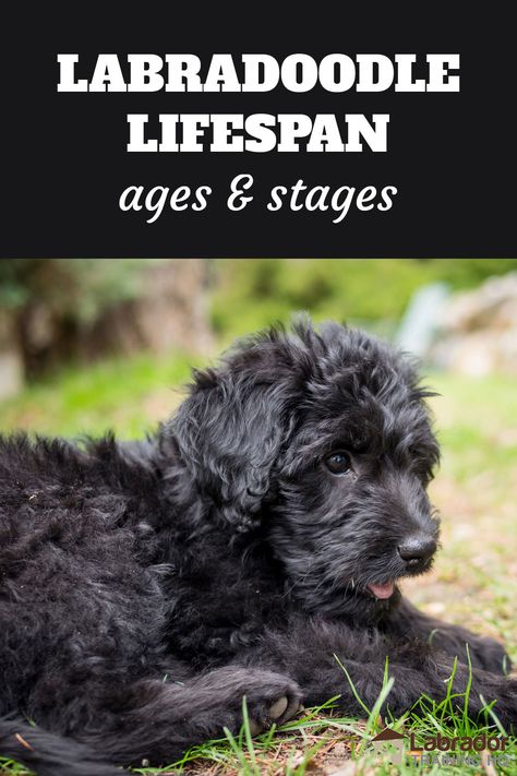 This article looks at exactly how long Labradoodle dogs live, and what to expect from a Labradoodle at each stage of their lives. Black Labradoodle Haircut Style, Labradoodle Aesthetic, Labradoodle Grooming Style, Labradoodle Full Grown, Labradoodle Cuts, Black Labradoodle Puppy, Cream Labrador, Red Labradoodle, Labradoodle Haircut