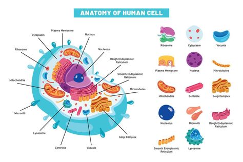 The Structure Of Human Cell Human Body Cells Biology, Human Cell Anatomy, Cell Human, Human Cell Drawing, Human Cell, Planet Cell, Human Cell Diagram, Human Cell Structure, 3d Cell