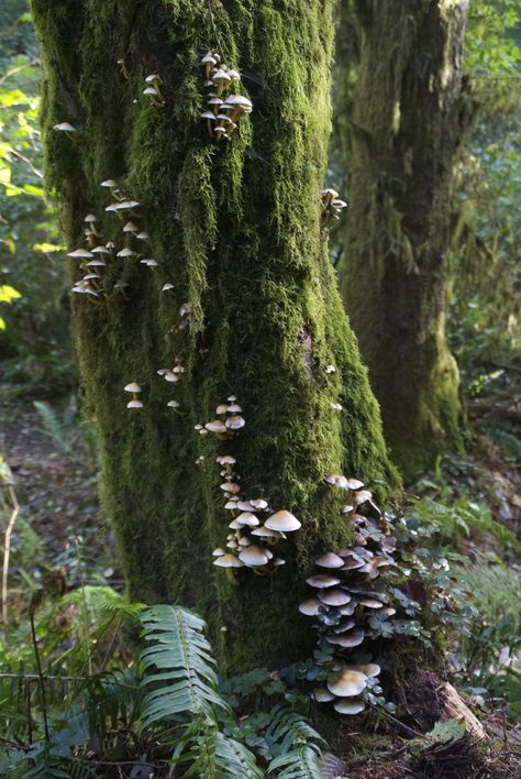 Moss In Forest, Woodland Pictures, Mushroom On Tree, Moss Background, Forest Reference, Moss Flowers, Forest Foliage, Mossy Forest, Mossy Tree