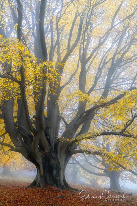 Unique Trees | **Autumn morning by the old beech trees | Facebook Holly King, Trees Autumn, Beech Trees, Amazing Trees, Beech Tree, Old Trees, Autumn Morning, Unique Trees, Biome