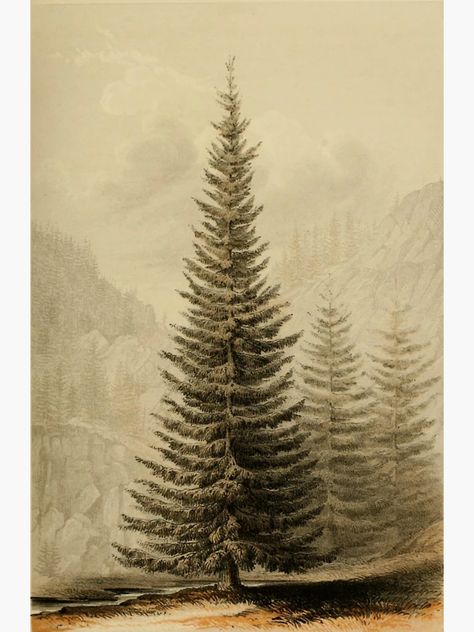 "Vintage Pine " Sticker for Sale by bluespecsstudio | Redbubble Illustration Botanique, Images Vintage, Wonderful Images, Picture Library, Large Picture, Pine Tree, Botanical Illustration, Botany, Christmas Art