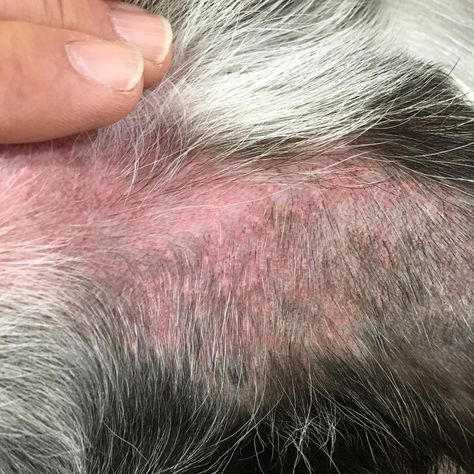 canine superficial pyoderma Rash On Dogs Belly, Dog Itchy Skin Remedy, Itchy Dog Remedies, Dog Rash, Dog Itching Remedies, Itchy Dog Skin, Itchy Skin Remedy, Dog Skin Allergies, Dog Hot Spots