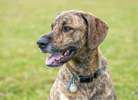 Plott Hound Puppy, Plott Hound, Hound Puppies, Cat Allergies, Japanese Spitz, Senior Cat, Kitten Care, Pet Kitten, Can Dogs Eat