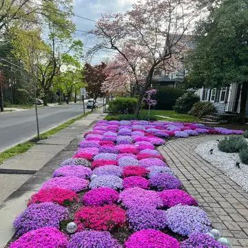 Our Old House | Our Creeping Phlox is in full bloom | Facebook Garden Walkways, Grass Alternative, Creeping Phlox, Greenhouse Garden, Paint Your House, European Garden, Garden Walkway, Year One, Greenhouse Gardening