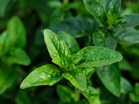 Closest Resembles Marjoram Marjoram Substitute, Summer Savory, Dried Lemon, Herbs De Provence, Poultry Seasoning, Culinary Herbs, Fresh Oregano, Aromatic Herbs, Marjoram