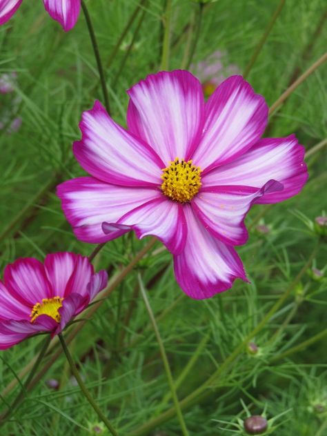 Candy-striped cosmos  @ Woodstock Wisteria Plant, Clematis Plants, Rock Plants, Old Packaging, Jasmine Plant, Cosmos Flowers, Room Garden, Spring Bulbs, Flower Patch