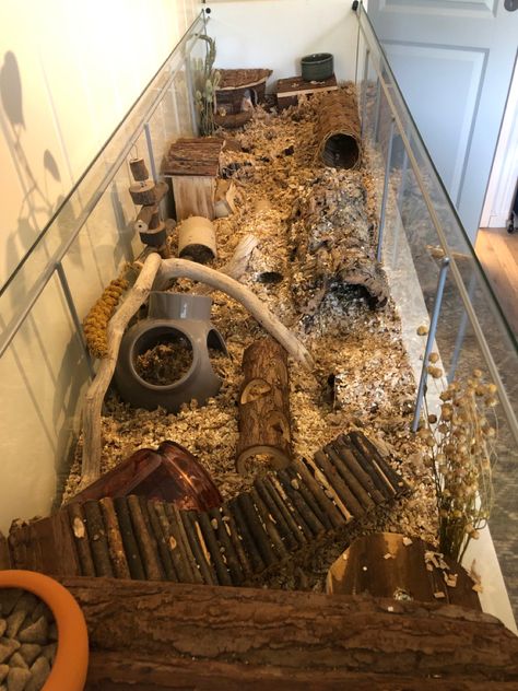 Mice Tank Setup, Naturalistic Mouse Enclosure, Mice Cage Setup, Naturalistic Hamster Enclosure, Mice Enclosure Ideas, Mouse Enclosure Ideas, Mice Habitat, Hamster Detolf, Mice Cage Ideas