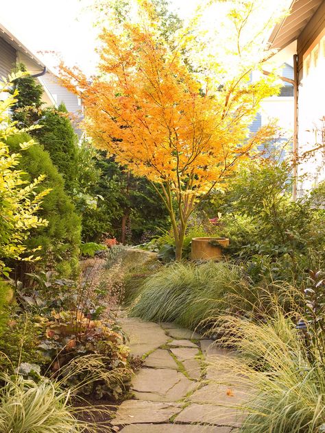 Low Maintenance Landscape Ideas, Maple Tree Landscape, Low Maintenance Landscape, Flagstone Path, Side Yard Landscaping, Small Front Yard Landscaping, Front Yard Design, Front Landscaping, Low Maintenance Landscaping