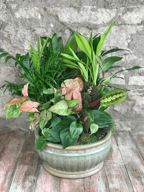 Multiple Plants In One Pot Ideas, Multiple Plants In One Pot, Houseplant Arrangements Planters, Mixed Indoor Plant Arrangement, Mix Plants In Pots, Indoor Mixed Planter Ideas, House Plant Combinations, Indoor Plants Combination, Mixed Houseplant Container