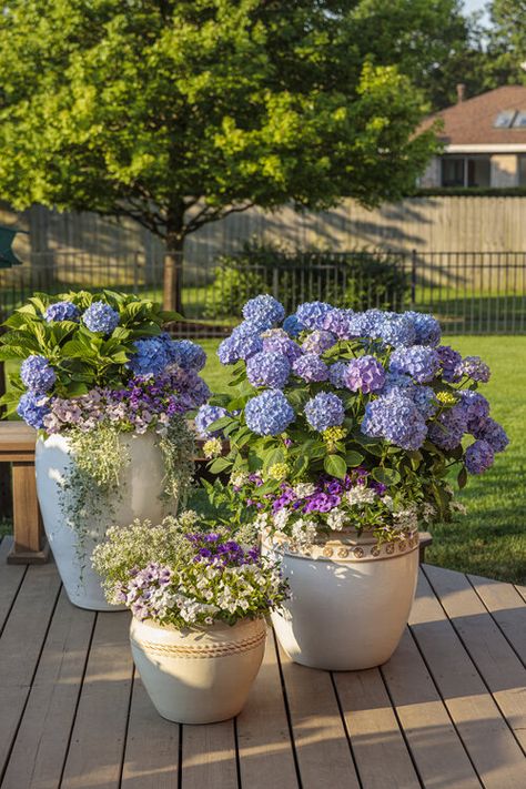 Hydrangea Planters, Hydrangea Potted, Bigleaf Hydrangea, Hydrangea Varieties, Tattoo Plant, Porch Flowers, Growing Hydrangeas, Hydrangea Macrophylla, Garden Stand