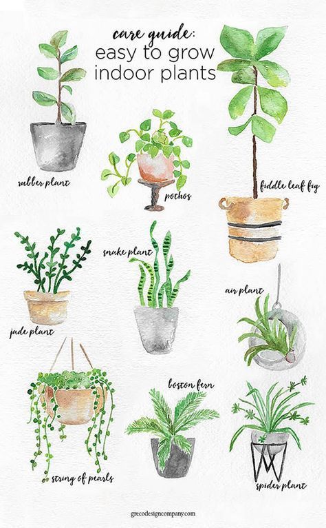 A Guide to Caring for Easy to Grow Indoor Plants including Landscape House, Plants In Pots, نباتات منزلية, Gardening Zones, Inside Plants, Bedroom Plants, Jade Plants, Easy Plants, Garden Care