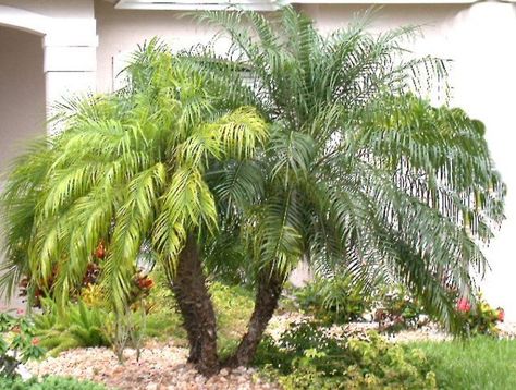 Palm Landscaping Ideas, Sabal Palm Landscaping, Palm Landscaping, Traveler Palm Landscaping, Pigmy Date Palm, Pygmy Palm, Pygmy Date Palm Landscaping, Pygmy Date Palm, Fe Iron