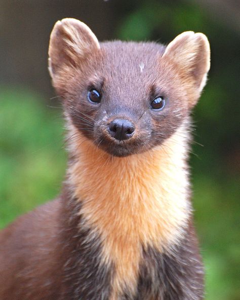 Gairloch Scotland, Deciduous Forest Animals, Pine Martin, Art Guy, Photo To Art, Animal Study, Garden Animals, British Wildlife, Woodland Creatures