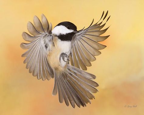 Chickadee Tattoo, Best Cameras, Bird Girl, Black Capped Chickadee, Northern Minnesota, Flying Birds, Chickadees, Bird Pictures, Birds Tattoo